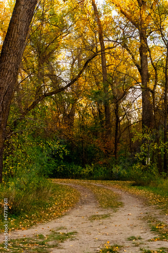 Forest path in fall