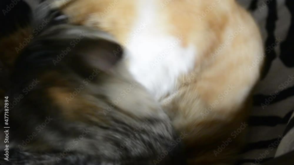 Two domestic cats playing, jumping and fighting on couch Two domestic cats playing, jumping and fighting on couch