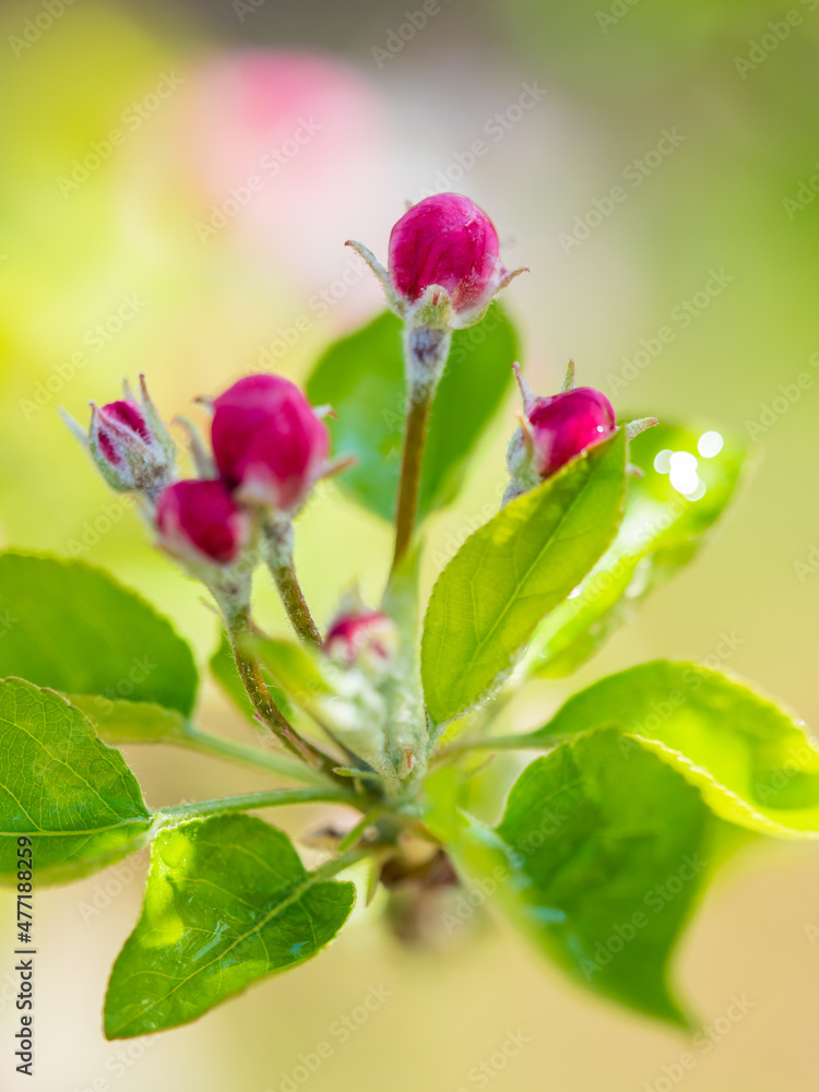 Flowers and leaves with blur background