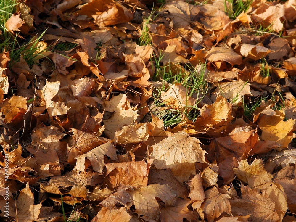 dry,fallen yellow leaves of maple tree in grass dry,fallen yellow leaves of maple tree in grass