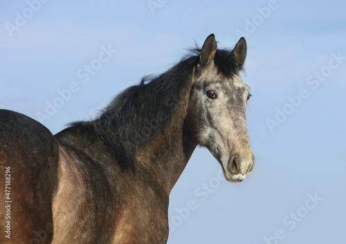 Grey andalusian horse portrait on blue sky background © horsemen