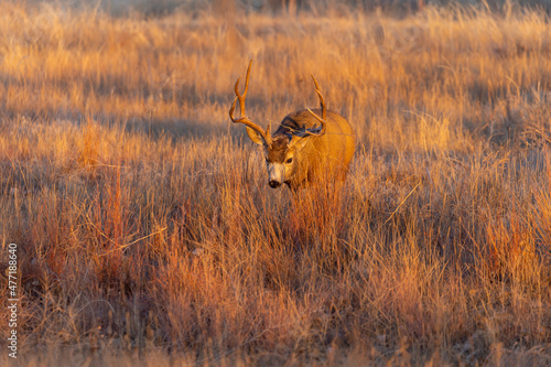 Mule Deer Buck in the Fall Rut in Colorado