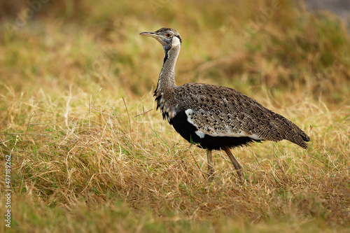 Hartlaub Bustard - Lissotis hartlaubii african bird in the family Otididae, found in open grassland with grass in Ethiopia, Kenya, Somalia, Sudan, Tanzania and Uganda photo