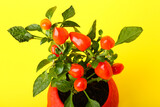 Pepper tree in pot on yellow background, closeup