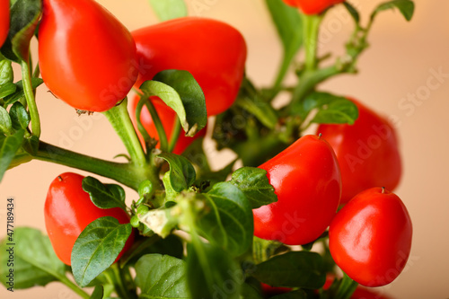Vibrant red chili peppers g...
