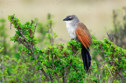 White-browed Coucal - Centropus superciliosus on the green bush, species of cuckoo in the Cuculidae family, found in sub-Saharan Africa,areas with thick cover afforded by rank undergrowth and scrub photo