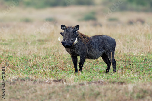 Common Warthog - Phacochoerus africanus wild member of pig family Suidae found in grassland, savanna, and woodland, warthog pig in savannah in Africa. Black pig on green grass in Masai Mara Kenya