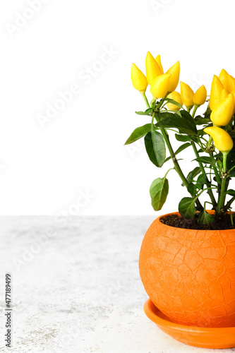 Bright yellow ornamental pe...