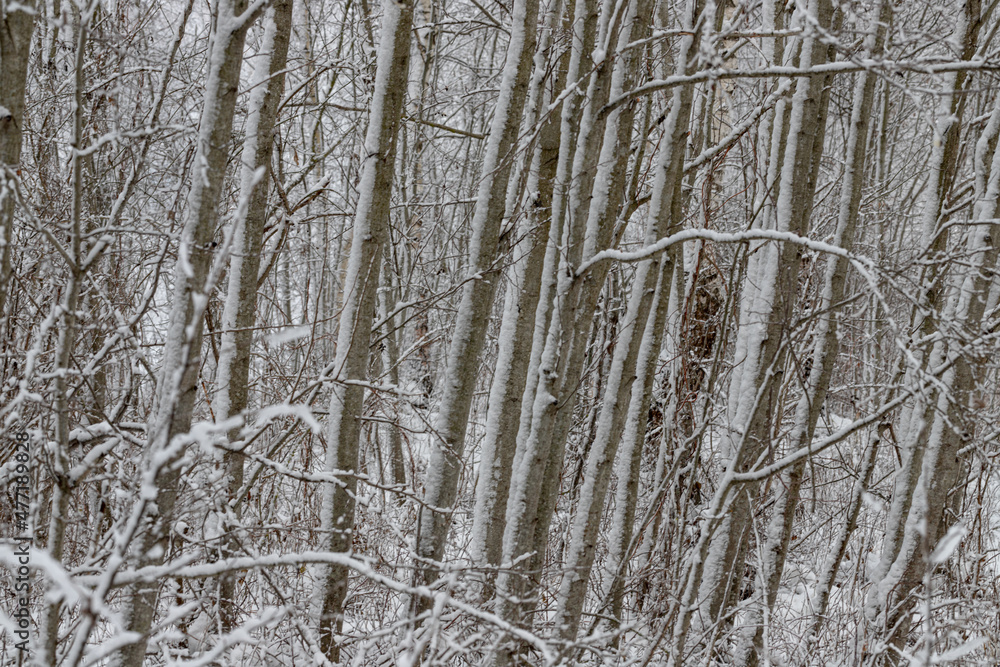 full frame of white alder trunks covered with snow. Tree background full frame of white alder trunks covered with snow. Tree background