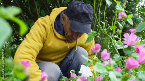 Squatting elderly man in cap warm fleece jacket and jeans pulls stubbornly weeds out of flower bed in middle of autumn garden closeup photo