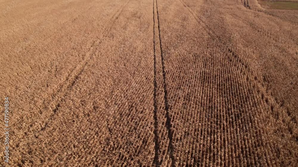 Flying over dry corn field, top view, Ukraine, Europe. Aerial view of cornfield of autumn in sunny day. Dried feed corn growing, farming business Flying over dry corn field, top view, Ukraine, Europe. Aerial view of cornfield of autumn in sunny day. Dried feed corn growing, farming business