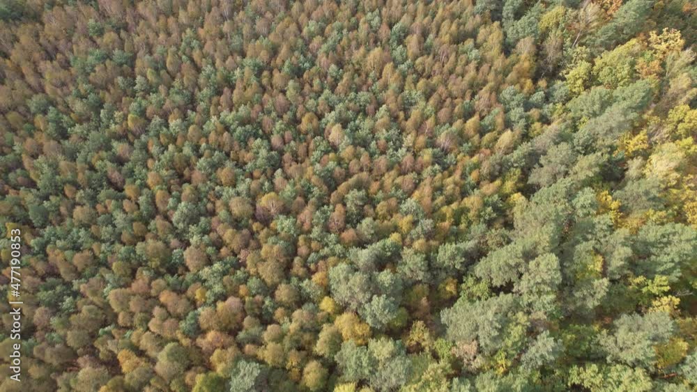 Aerial view of autumn forest landscape in sunny day. Natural background of coniferous and deciduous forest, top view, Ukraine, Europe. Travel and nature concept. Flight over autumn trees. Fall season Aerial view of autumn forest landscape in sunny day. Natural background of coniferous and deciduous forest, top view, Ukraine, Europe. Travel and nature concept. Flight over autumn trees. Fall season