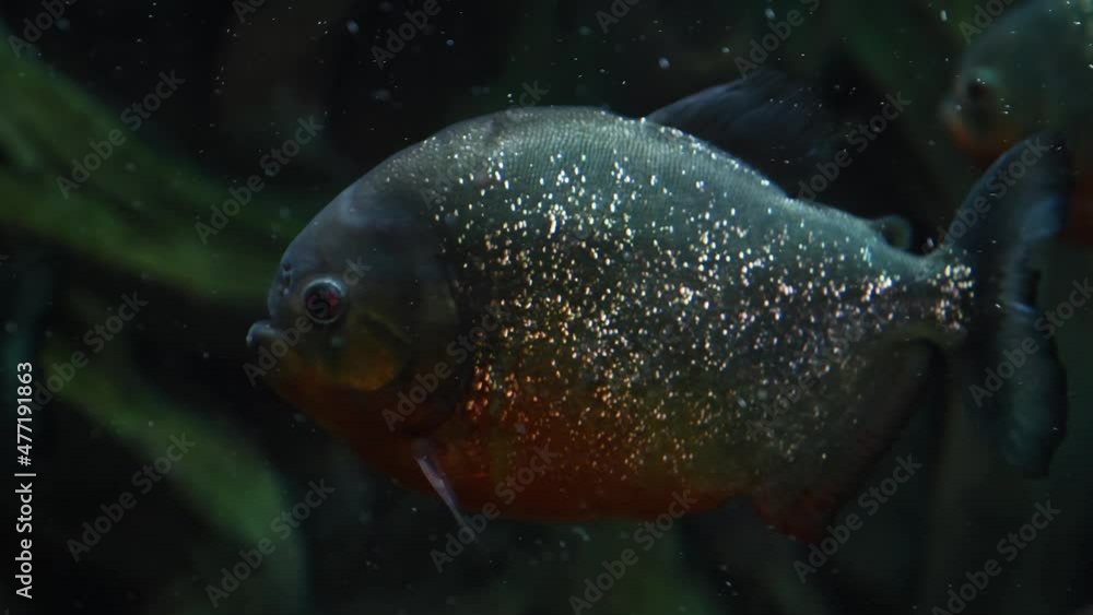 Close-up view of Red-bellied piranha (Pygocentrus nattereri, also known as the red piranha) swims calmly in an aquarium tank near a green aquatic plant. 4K resolution video. Fishkeeping theme. Close-up view of Red-bellied piranha (Pygocentrus nattereri, also known as the red piranha) swims calmly in an aquarium tank near a green aquatic plant. 4K resolution video. Fishkeeping theme.