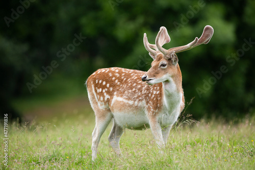  fallow deer stag in vibrant green parkland © © Raymond Orton