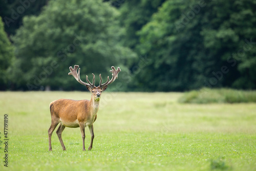  red deer stag in vibrant green parkland
