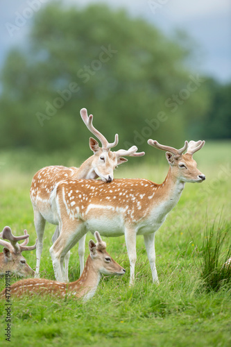 Fototapeta Naklejka Na Ścianę i Meble -   fallow deer herd in vibrant green parkland
