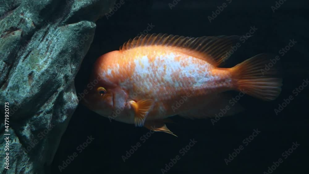 Orange and white Amphilophus Citrinellus Midas fish swims by dark stone in fresh water. Side view. Tropical fish keeping theme. Orange and white Amphilophus Citrinellus Midas fish swims by dark stone in fresh water. Side view. Tropical fish keeping theme.