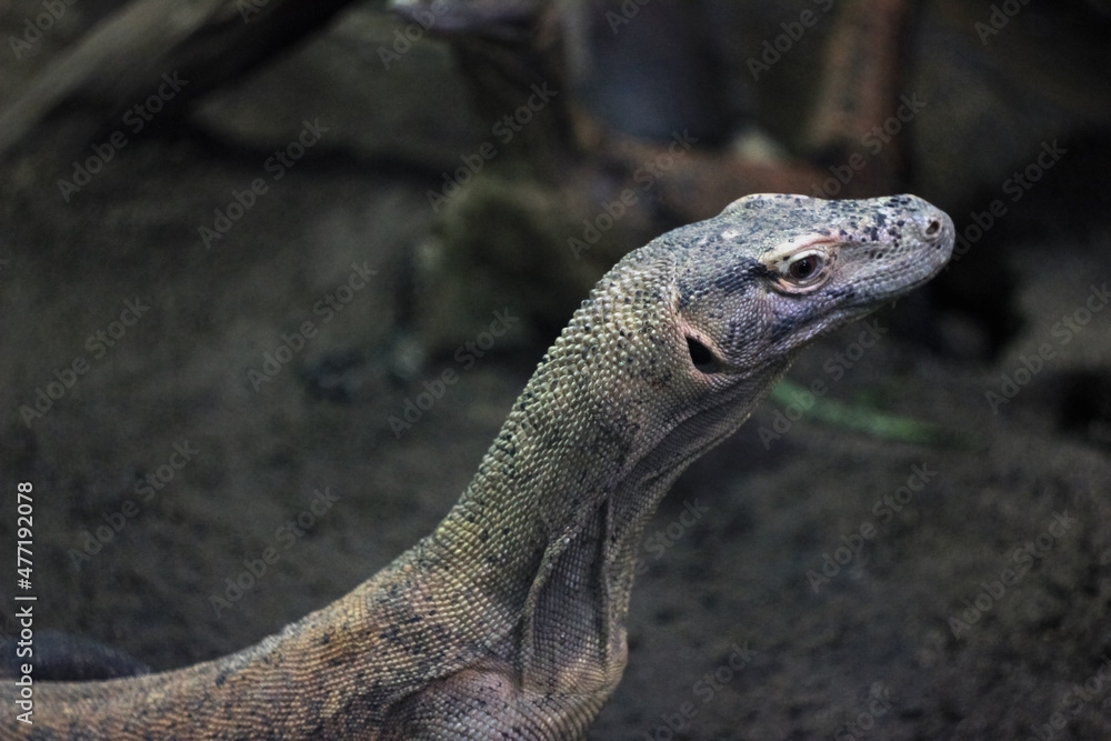 Profile of Komodo dragon (Varanus komodoensis) at Prague Zoo, Czech Republic Profile of Komodo dragon (Varanus komodoensis) at Prague Zoo, Czech Republic