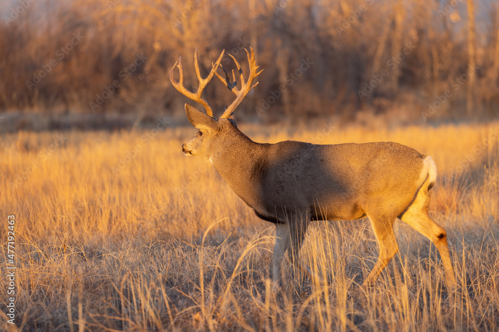 Mule Deer Buck in the Fall Rut in Colorado Mule Deer Buck in the Fall Rut in Colorado