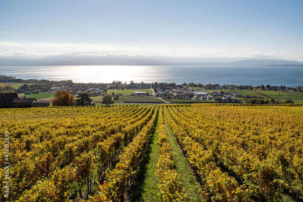 vue sur le vignoble et le lac vue sur le vignoble et le lac