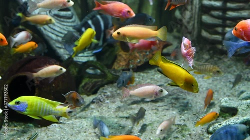 Large group of colorful fishes swims in tropical aquarium tank. Blurred african mask in the background is used as decoration. Selective focus. 4K resolution video. Fishkeeping theme.	