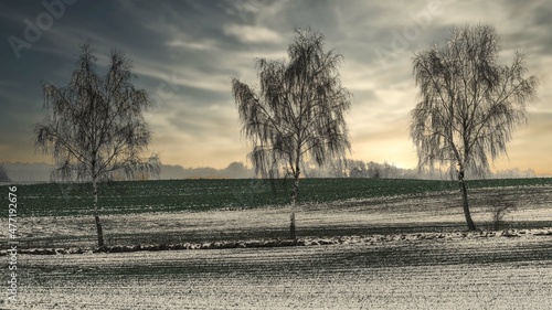 Fototapeta Naklejka Na Ścianę i Meble -  brzoza