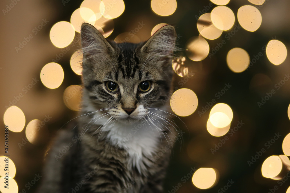 Tabby Kitten In Front of Bokeh Lights