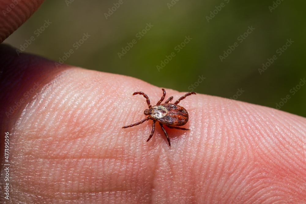 a tick crawls mite on a person's arm a tick crawls mite on a person's arm