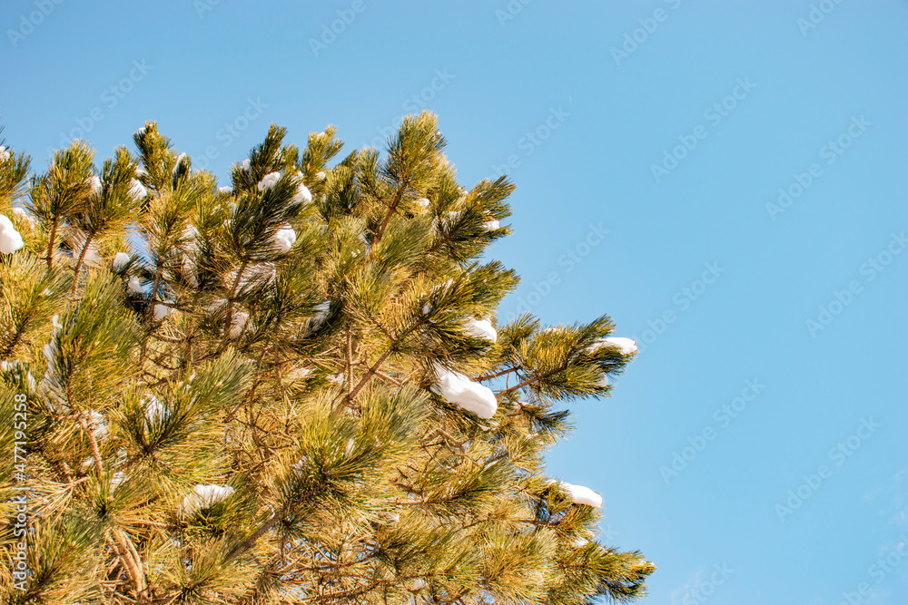 pine tree branches against sky pine tree branches against sky