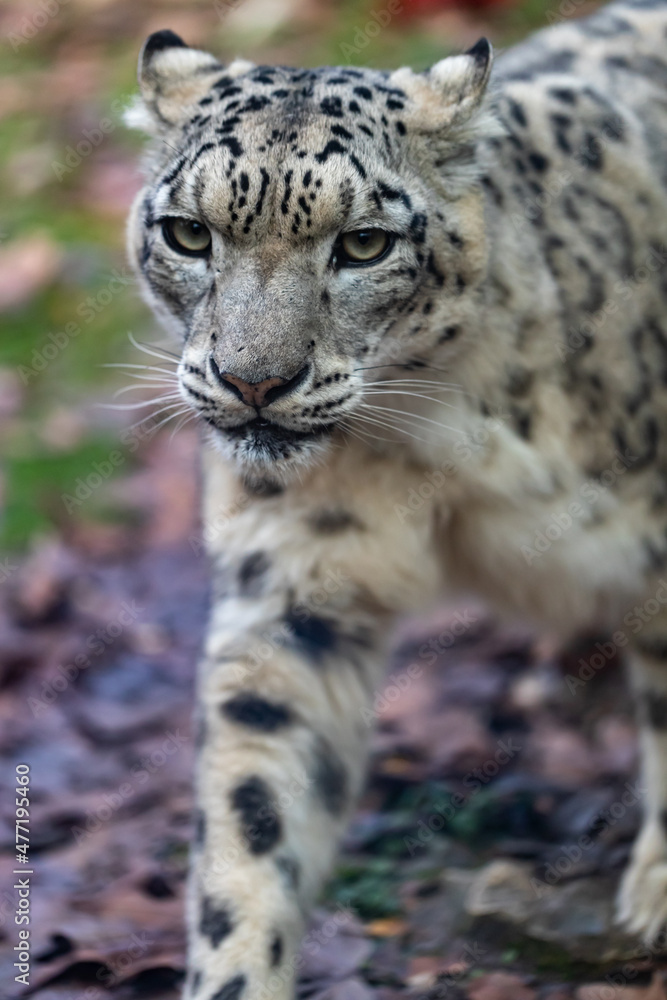 close up view of The snow leopard (Panthera uncia) close up view of The snow leopard (Panthera uncia)