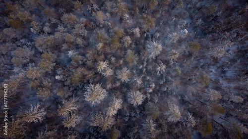 Forest, winter, wallpaper, dji mavic