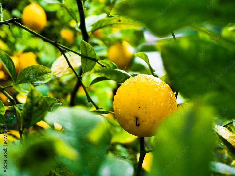 lemon on branch lemon on branch