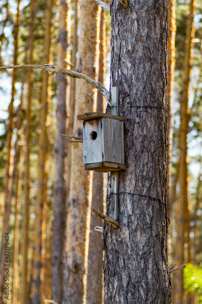 birdhouse for birds in the forest on a pine tree birdhouse for birds in the forest on a pine tree