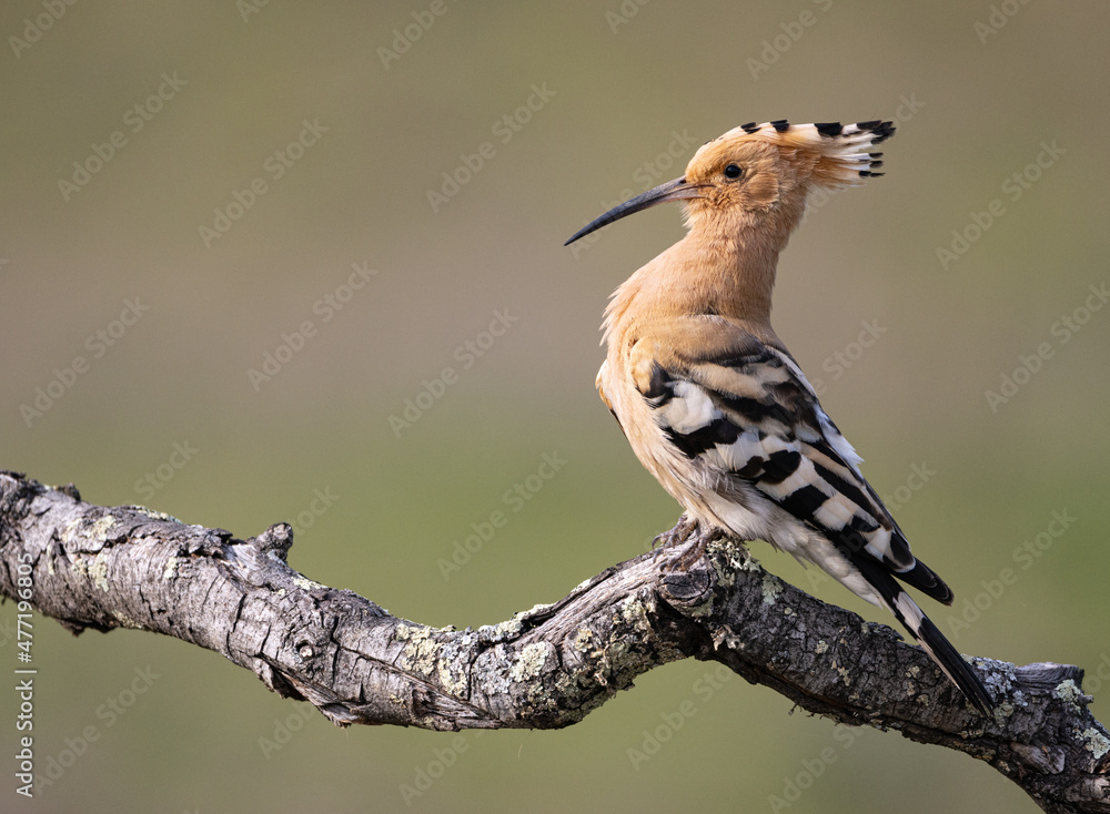 A bird (hoopoe) on its perch A bird (hoopoe) on its perch
