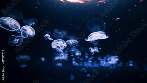 Abstract background underwater shot of jellyfish