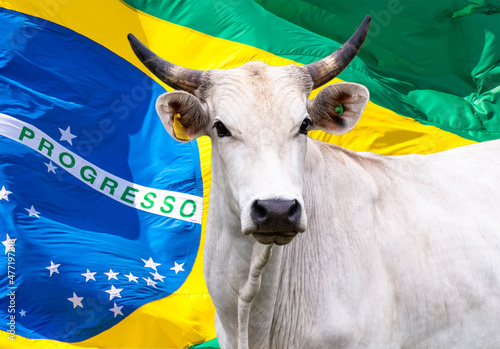 Agribusiness - Nelore cattle in Brazil.