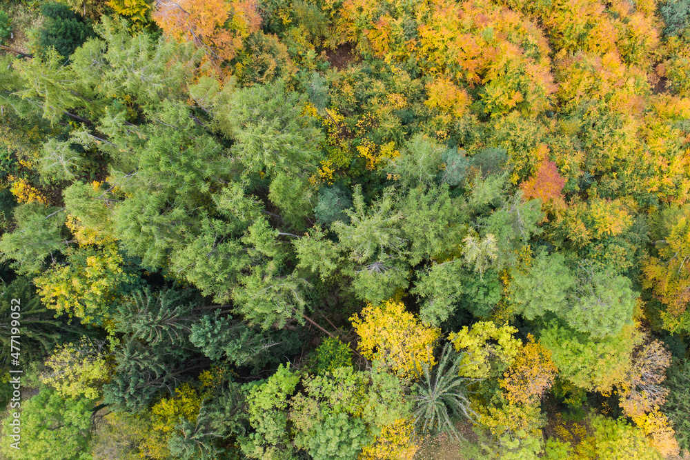 Top view of colorful autumn forest trees 