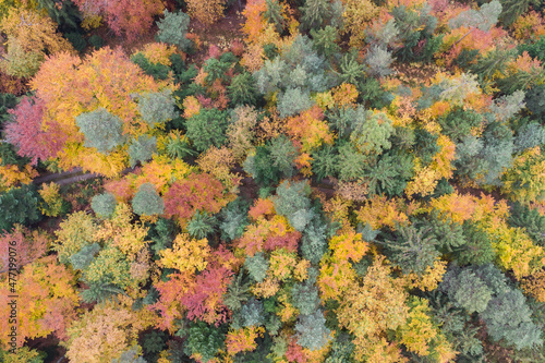 Top view of colorful autumn forest trees 