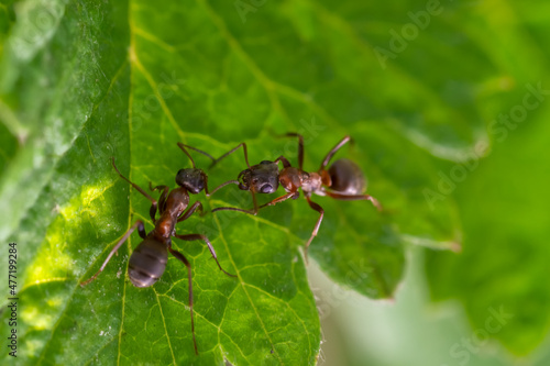 two ants are sitting on a leaf