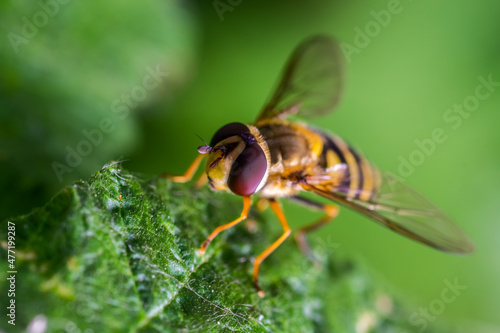the wasp is sitting on a piece of supermacro