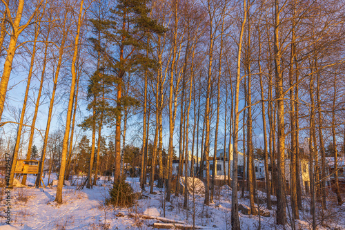 Wallpaper Mural Beautiful view of  frosty winter evening in suburb. Snowy trees in winter. Gorgeous winter background. Sweden. Torontodigital.ca