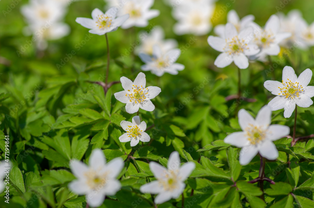 Anemonoides nemorosa wood anemone white flower in bloom, springtime flowering bunch of wild plants Anemonoides nemorosa wood anemone white flower in bloom, springtime flowering bunch of wild plants