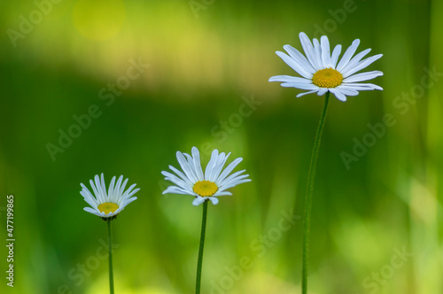 Leucanthemum vulgare oxeye daisy flowers in bloom, wild meadow marguerite flowering plants on green meadow
