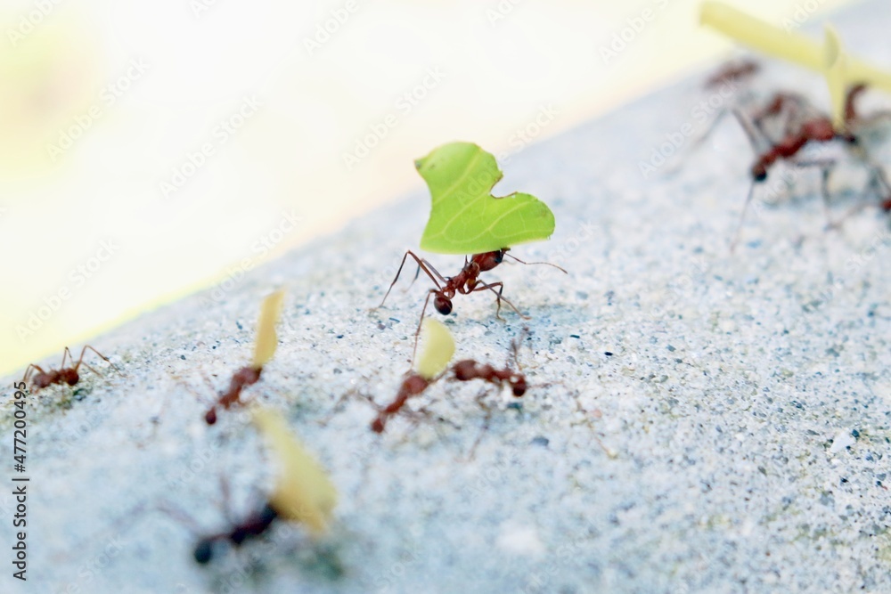 Obraz premium Blattschneiderameisen 