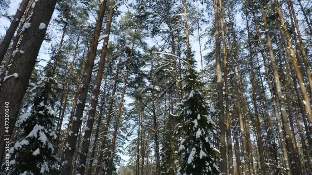 Drone shot flying in the winter pine tree forest. Slow flight in forest on winter season.
Drone shot flying in the winter pine tree forest. Slow flight in forest on winter season.