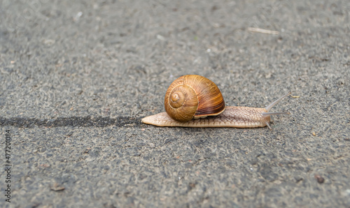 Big garden snail in shell crawling on wet road