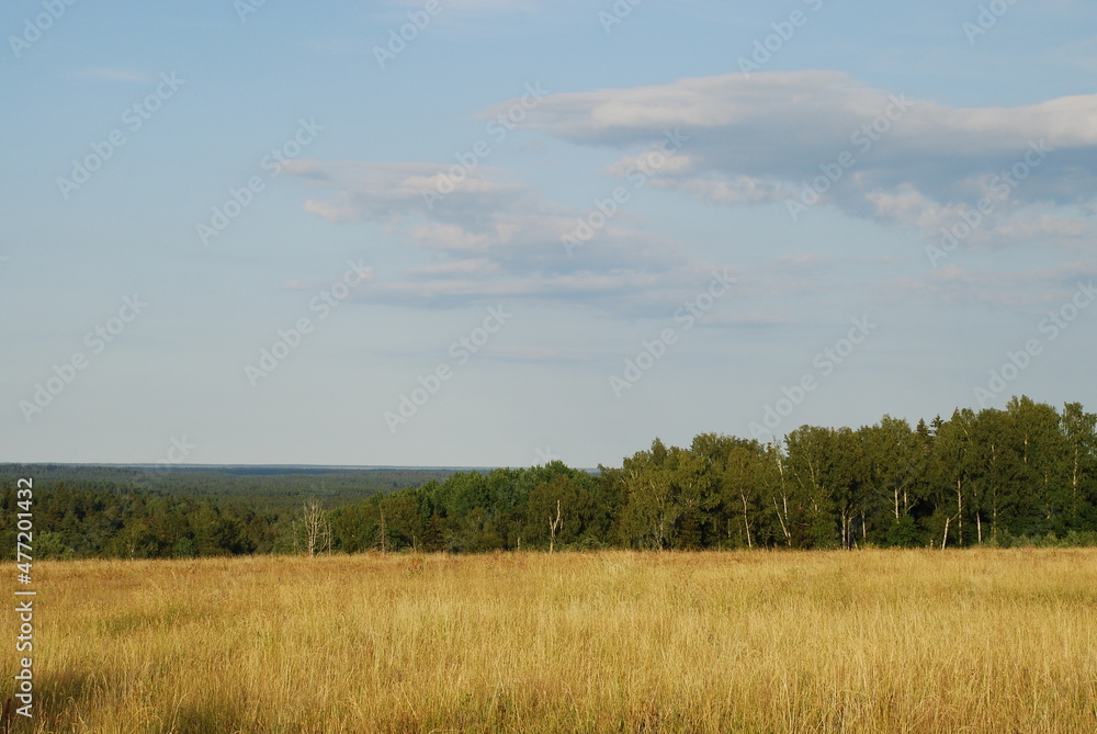 Yellow meadow and green forest. View of the field with yellowed grass burnt in the sun and the green forest. Above, there is a light blue sky with small white clouds. Yellow meadow and green forest. View of the field with yellowed grass burnt in the sun and the green forest. Above, there is a light blue sky with small white clouds.