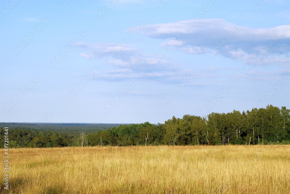 Yellow meadow and green forest. View of the field with yellowed grass burnt in the sun and the green forest. Above, there is a light blue sky with small white clouds.