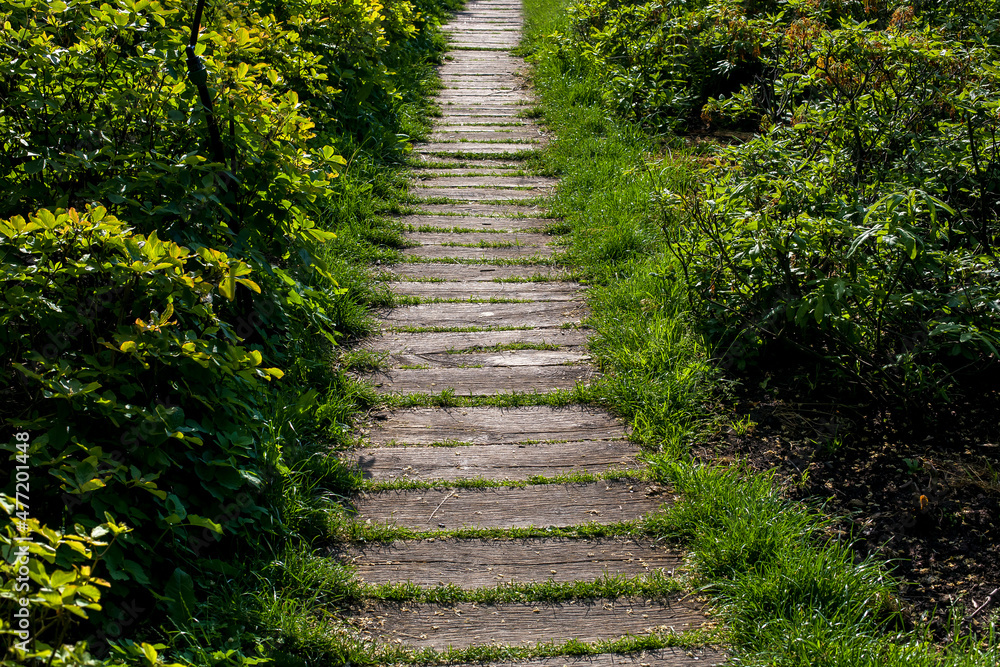 aged shabby planks on backyard footpath landscaped from wooden way among green grass and bushes lit by sunlight, path going into perspective. aged shabby planks on backyard footpath landscaped from wooden way among green grass and bushes lit by sunlight, path going into perspective.