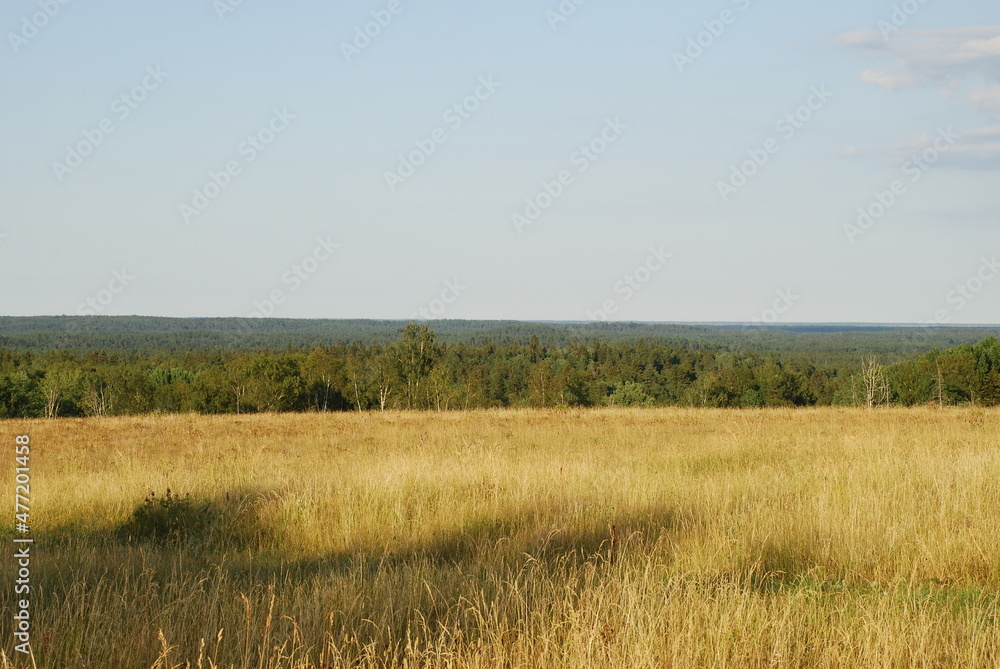 Yellow meadow and green forest. View of the field with yellowed grass burnt in the sun and the green forest. Above, there is a light blue sky with small white clouds. Yellow meadow and green forest. View of the field with yellowed grass burnt in the sun and the green forest. Above, there is a light blue sky with small white clouds.